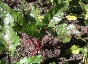 Farm in Highland Park, MI