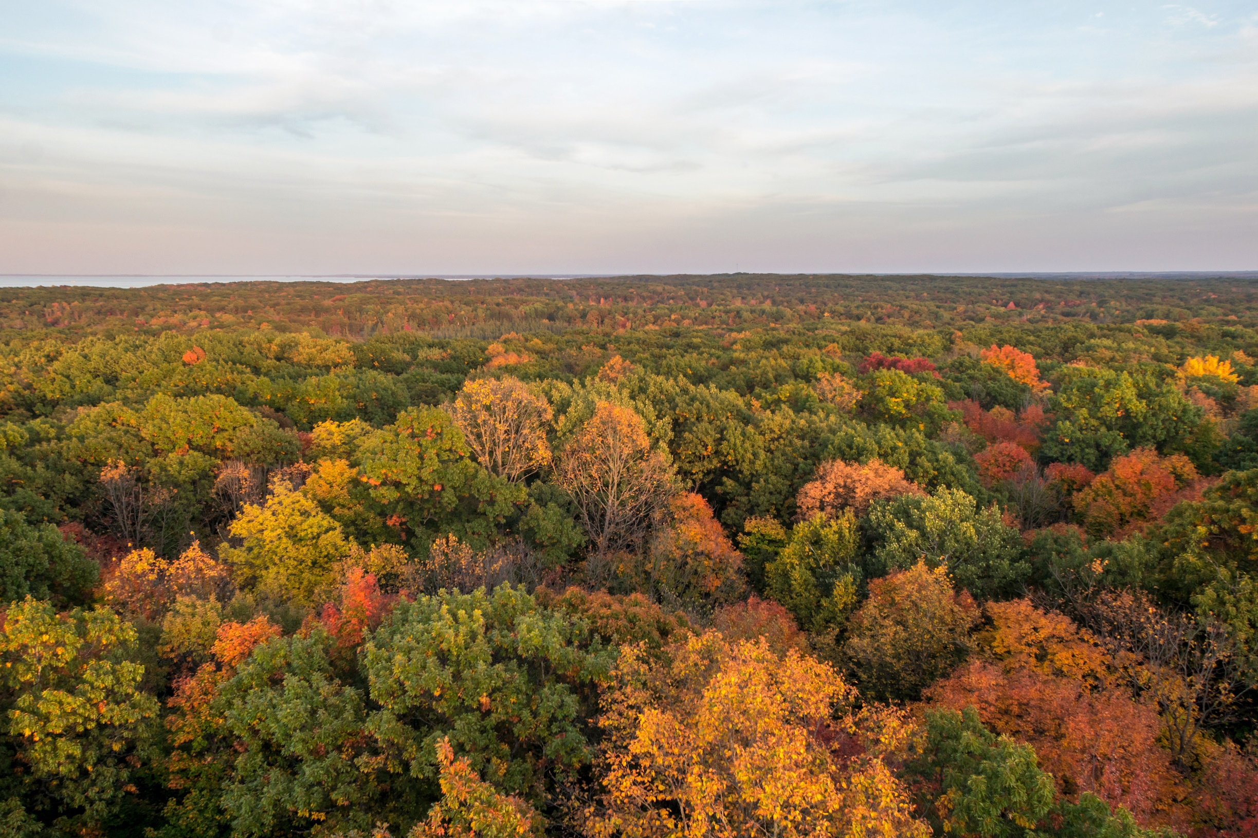 A great amount of trees turning different colors in the Autumn